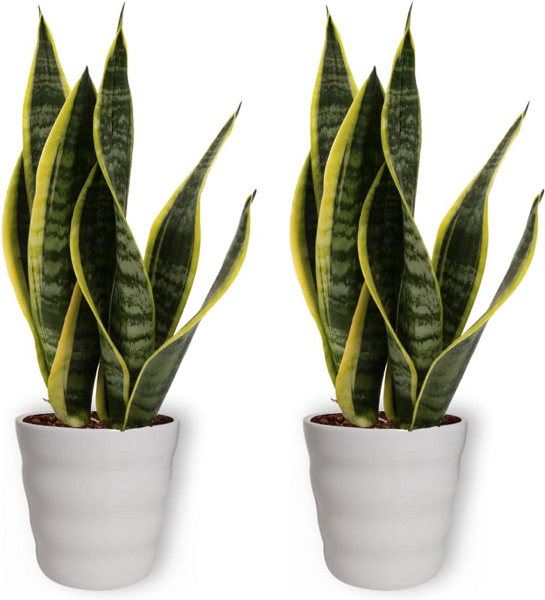 2x Sansevieria Laurentii Vrouwentong Kamerplant Luchtreiniging 40 cm 12 cm Wit (9101071128127)