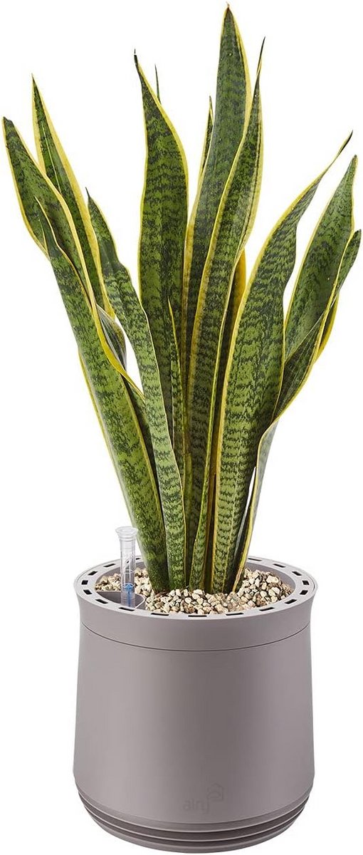 Luchtreiniger XL Pot met Booghennep en Substraat voor Ruimtes tot 20 m² - Natuurlijke Luchtzuivering (9101060369906)