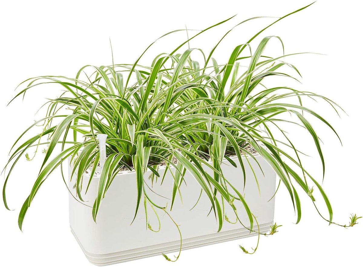 Natuurlijke Luchtreiniger - Plantenfilter Systeem - Frisse Lucht Binnen - Gefilterde Stoffen Worden Voedingsstoffen - Tot 30m² Ruimte - Wit (9101167258905)