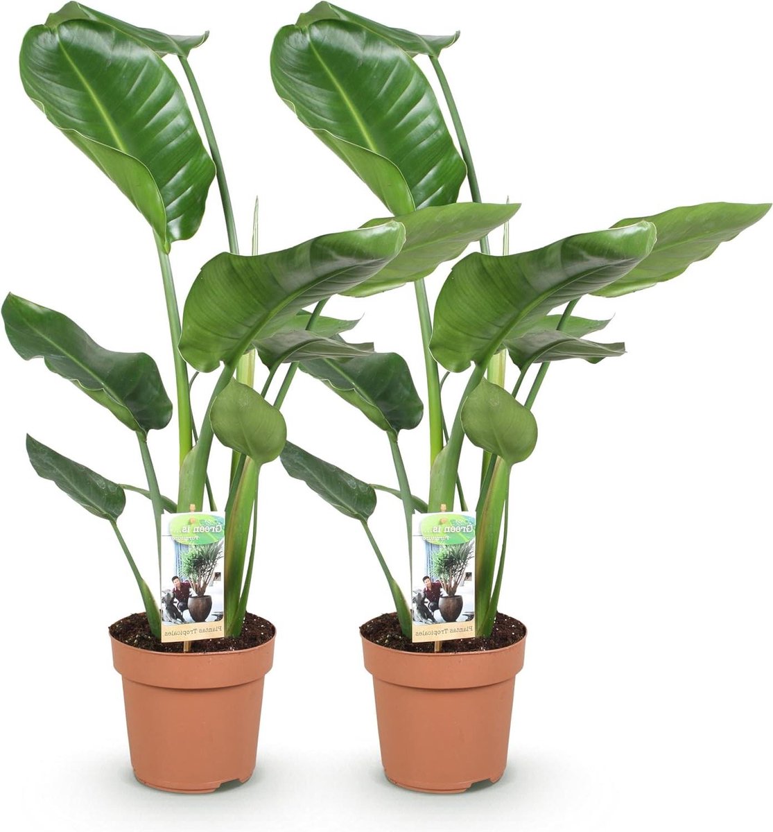 Strelitzia Nicolai - Paradijsvogelbloem - Tropische Sfeer Creëren - Luchtreiniger - Pot 17cm Hoogte 70-90cm - Groen (9101222994663)