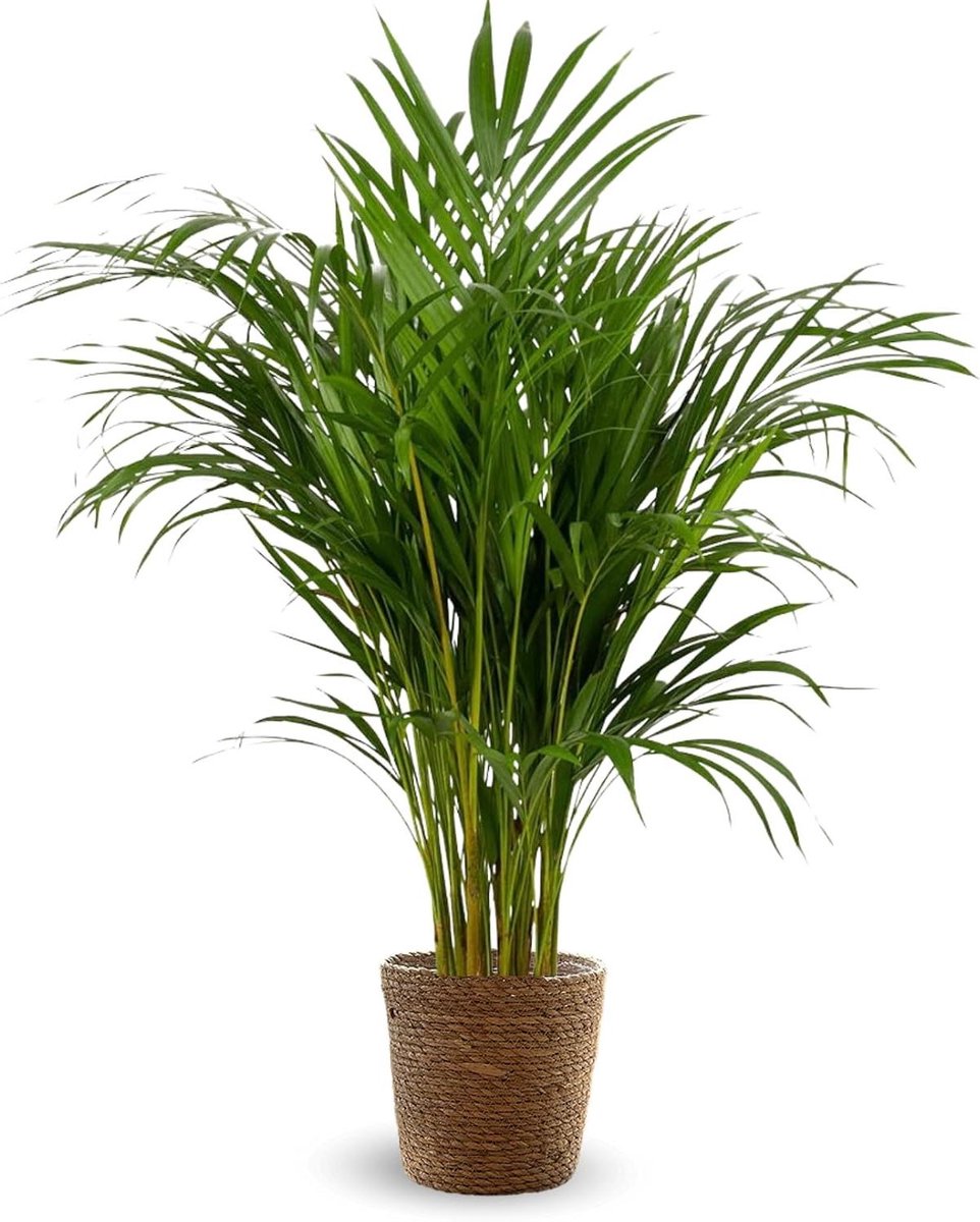 Kamerpalm Areca - Tropische plant - Binnen decoratie - Luchtreiniger - 110 cm - Groen (9101468047574)