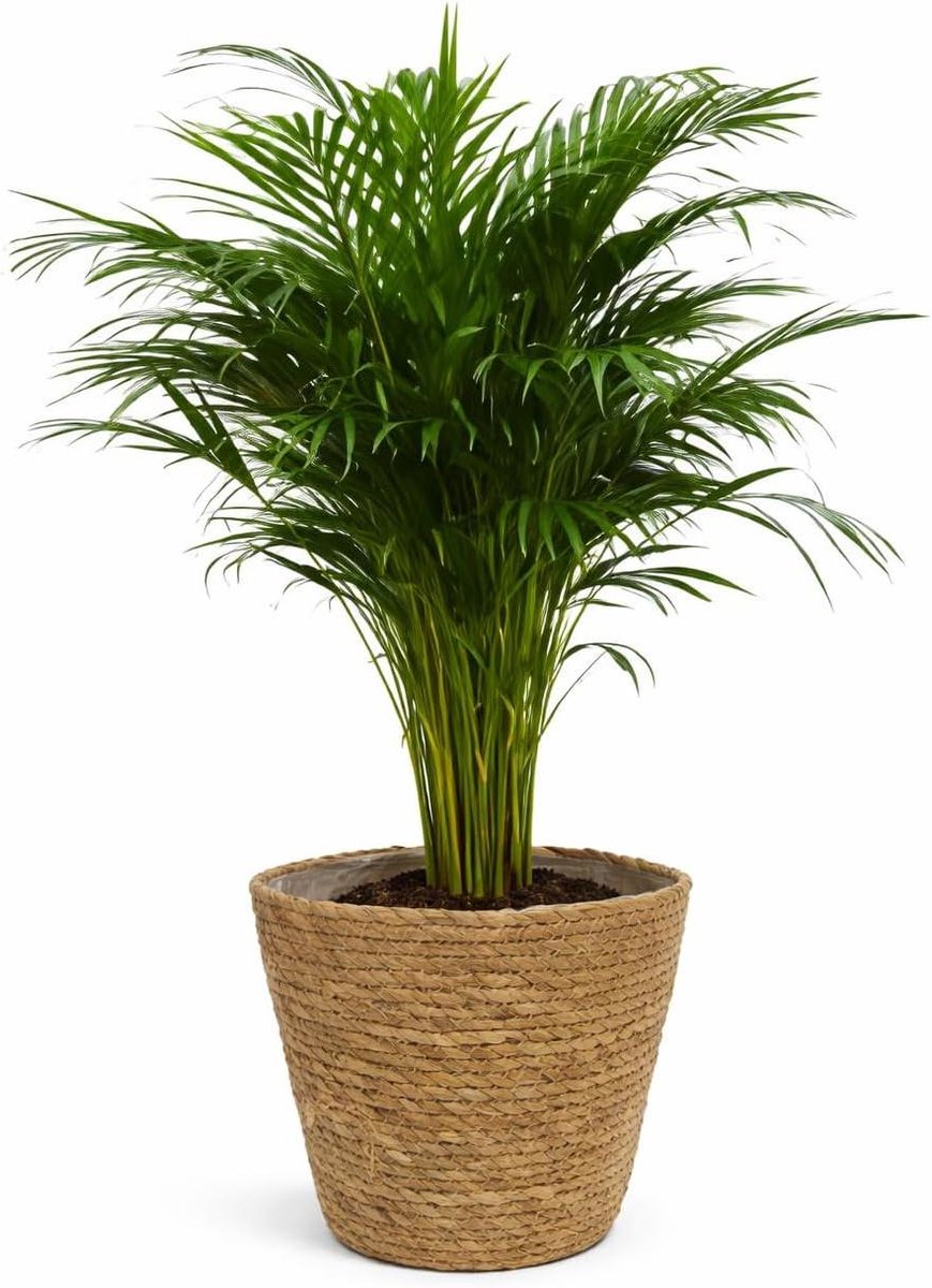 Goudfruitpalm - Arecapalm Chrysalidocarpus - Luchtreiniging Binnen - Tropische Kamerplant - 130-150 cm - Groen (9101183148198)